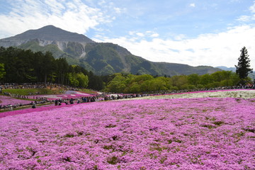 絶景　花と山