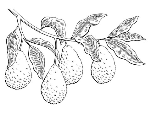 Avocado fruit graphic branch black white isolated sketch illustration vector