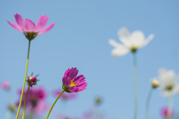 Fototapeta premium Soft focus of beautiful pink or purple cosmos (Cosmos Bipinnatus) flowers in the garden with with blurred cosmos flower on blue sky, selective focus