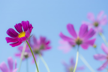 Beautiful pink or purple cosmos (Cosmos Bipinnatus) flowers in soft focus at the park with blurred...