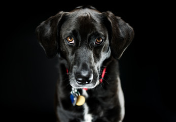 Black Labrador Retriever
