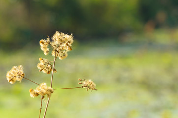 Meadow flower and background in sunlight