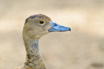 Teal bird in asian wildlife