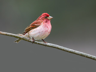 Purple Finch