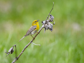 Pine Warbler Perched on Milkweed Stalk
