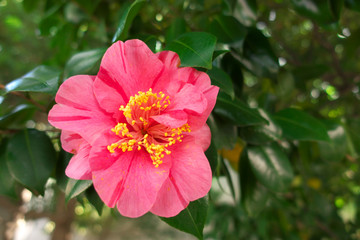 Camellia