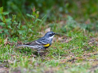 Yellow-rumped Warbler