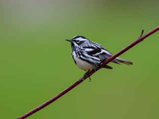 Black-and-white Warbler 