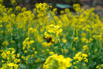 Rapeseed and bee.