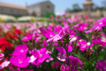 Obraz premium Dianthus