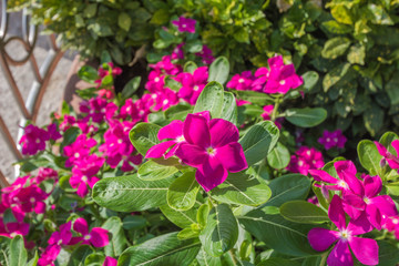Fototapeta na wymiar Beautiful Pink flowers
