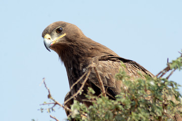 Steppe eagle
