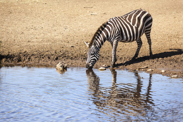 Zebra and foal  are on the move during the great migration  Serengeti national park  Area,...