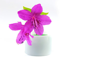  blooming purple rhododendron isolated on white background