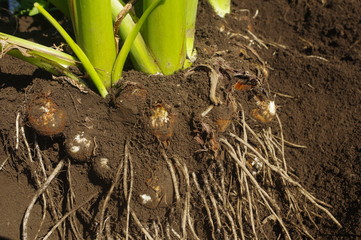 サトイモの地下部