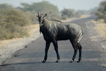 commonly  wild animals NIGAI