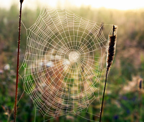 web weaved by a spider in form of a spiral on a summer meadow