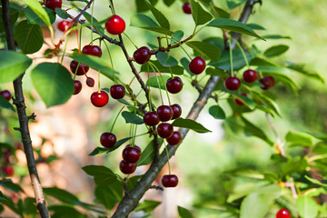 harvesting of ripe cherry on a tree in orchard