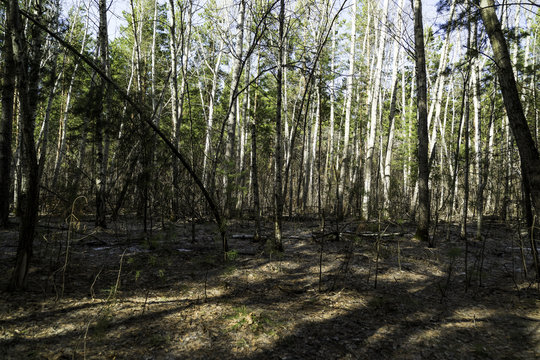 Siberian forest in spring in clear weather