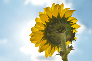 Obraz premium Sunflower turned towards the sun; looked from behind with the sky as background