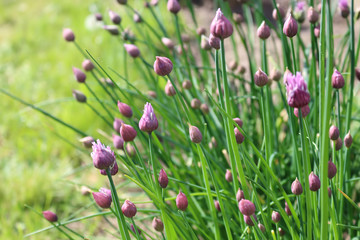 Purple chives blossoms in the spring garden      