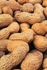 Groundnut peanut.