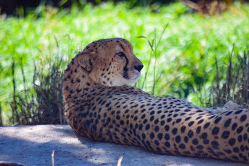 Cheetah