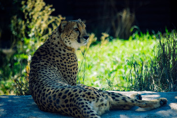 Cheetah