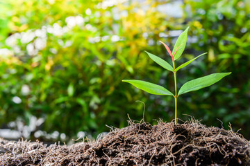 Growing plant on the soil with sunshine