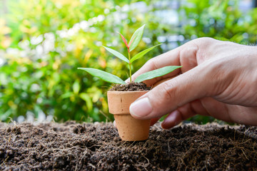 Human hand is holding the potted plants to planting the tree