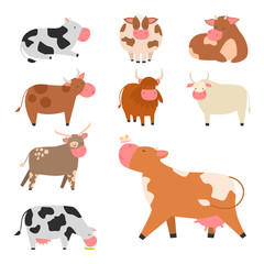 Bulls cows farm animal character vector illustration cattle mammal nature wild beef agriculture.