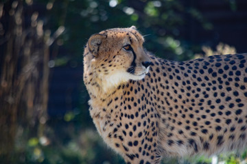 Cheetah