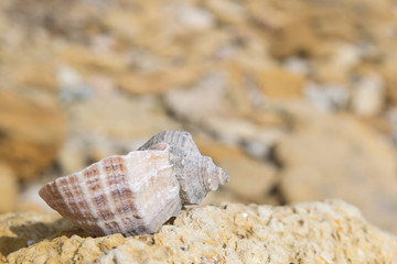 shell on the sunlit pebbles