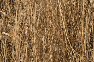 natural background reed stalks