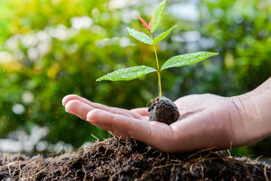 Plant on the woman hand for planting the tree