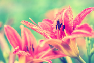 Orange lily flowers on green background