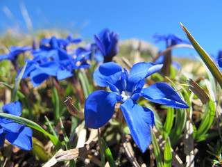 geschützte alpenblume