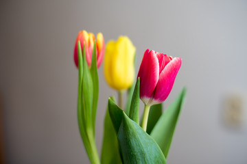 Naklejka premium Closeup of the tulip