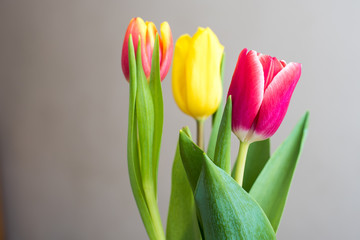 Naklejka premium Closeup of the tulip
