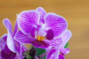 Cloeup of the purple orchid