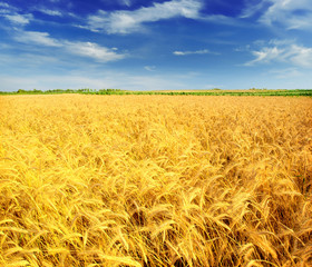 Wheat field against a blue sky