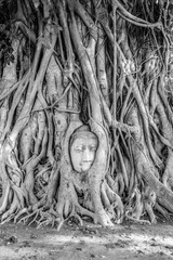 Buddha Head in Tree Roots, Wat Mahathat, Ayutthaya, Thailand. Black and white