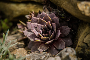Succulent plants in the garden in the soft light.