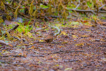 A small brown bird merges with the color of the leaves on the ground