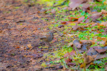 A small brown bird merges with the color of the leaves on the ground