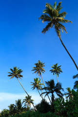 closeup of coconut trees under blue sky