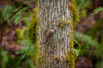 The brown creeper (Certhia americana), also known as the American treecreeper, is a small songbird in the North America