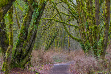 Fabulous autumn forest. Large trees were overgrown with green moss.