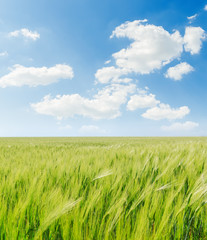 green agricultural field and white clouds in blue sky