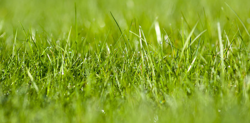 Water droplets on the lawn.